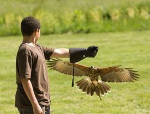 A boy in a brown shirt holds out his arm with a glove as a hawk flies towards him in a grassy field.