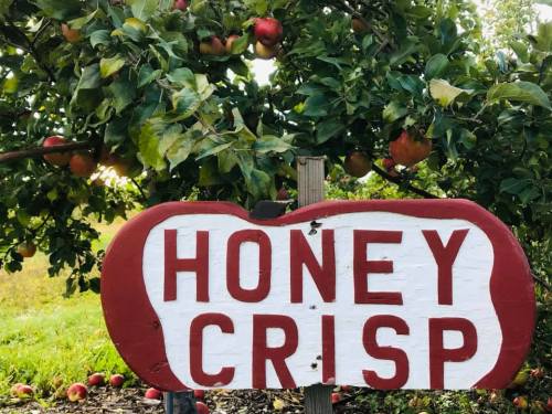 A wooden sign reading "HONEY CRISP" in front of an apple tree with ripe apples.