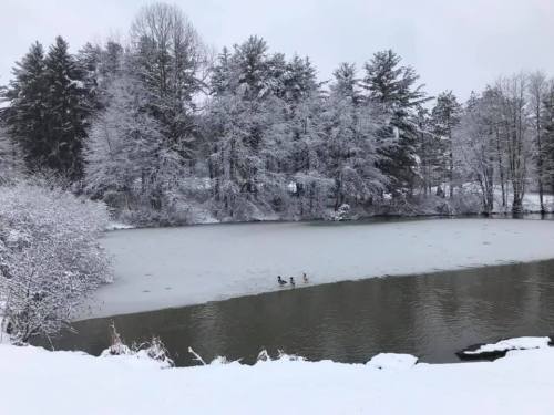 A snowy landscape with a frozen pond and three ducks swimming in the water, surrounded by snow-covered trees.
