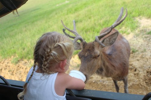 A young child with braided hair feeding a deer from a vehicle in a grassy area.