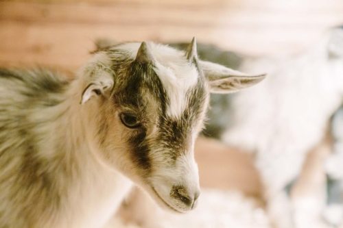 A close-up of a young goat with distinctive markings and small horns, set against a blurred background.