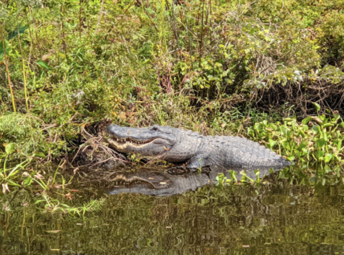 A large alligator resting on the bank of a waterway, surrounded by lush greenery and reflecting in the water.