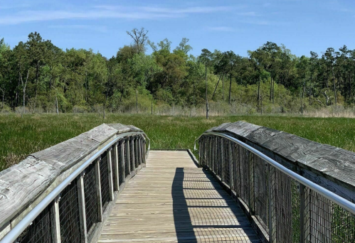 A wooden bridge leads through a lush green marsh, surrounded by trees under a clear blue sky.