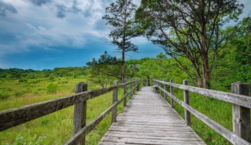 A wooden boardwalk leads through lush greenery under a cloudy sky.