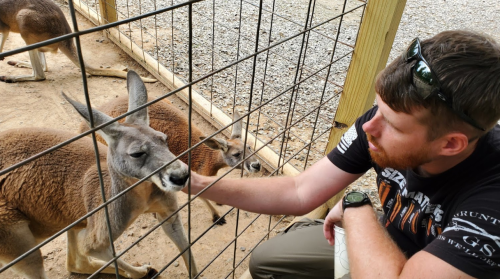 A man gently pets a kangaroo through a fence at a wildlife park, with another kangaroo in the background.