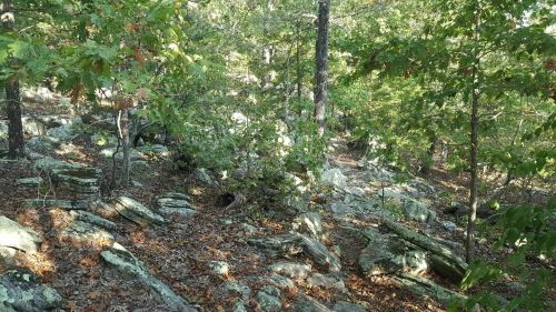 A rocky forest landscape with scattered stones, trees, and fallen leaves under dappled sunlight.