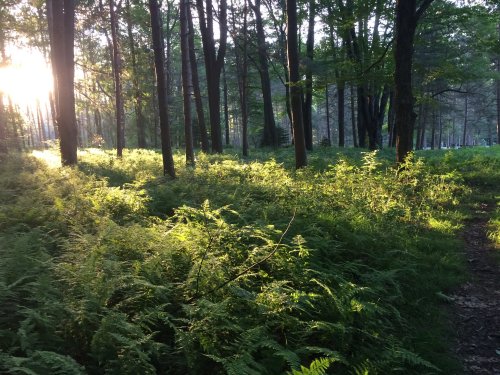 Sunlight filters through trees in a lush forest, illuminating ferns and creating a serene, tranquil atmosphere.