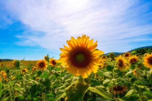 A vibrant sunflower stands tall in a field, surrounded by more sunflowers under a bright blue sky.
