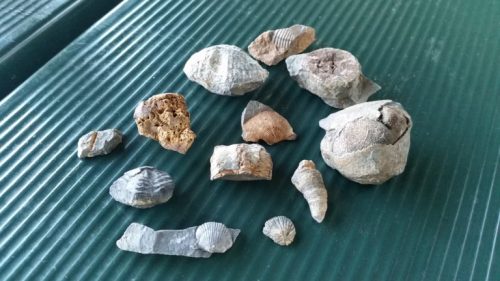 A collection of various fossils displayed on a green surface, showcasing different shapes and sizes.