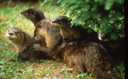 A group of otters resting together under a bush in a grassy area.