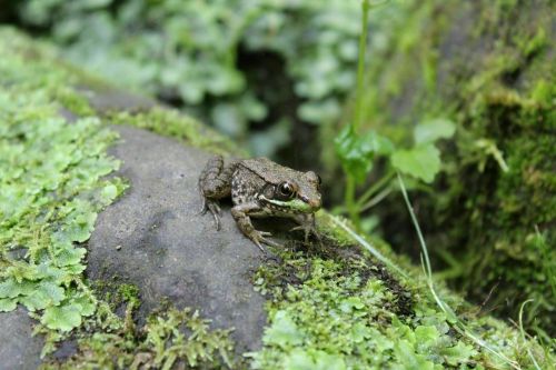 A small brown frog sits on a moss-covered rock surrounded by green foliage.