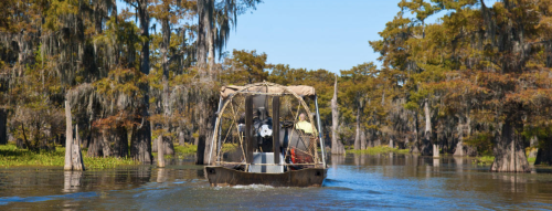 A small boat navigates through a serene swamp, surrounded by tall trees and Spanish moss under a clear blue sky.