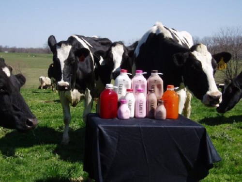 Cows in a field near a table displaying various bottles of milk and juice.