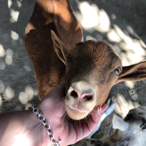 A close-up of a brown goat being gently petted by a hand, with dappled sunlight in the background.