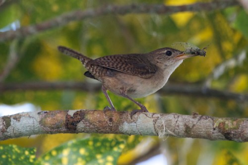 A small bird perched on a branch, holding an insect in its beak, surrounded by green foliage.