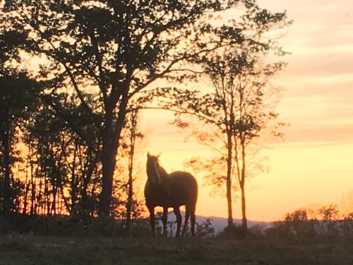 A silhouette of a horse stands among trees against a vibrant sunset sky.