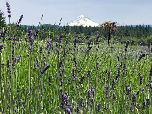 A field of lavender in the foreground with a snow-capped mountain in the background under a clear blue sky.