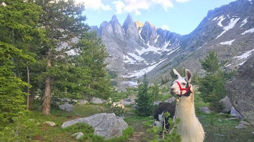 A llama stands in a lush green landscape with mountains and snow in the background, surrounded by trees and rocks.