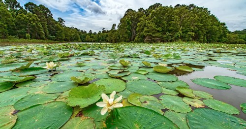 A serene pond covered with lily pads and white water lilies, surrounded by lush green trees under a cloudy sky.