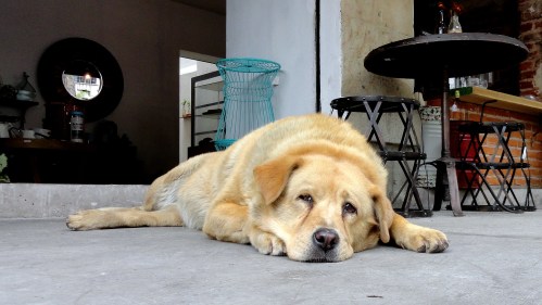 A relaxed yellow dog lies on a concrete floor in a cozy indoor space, looking content and peaceful.