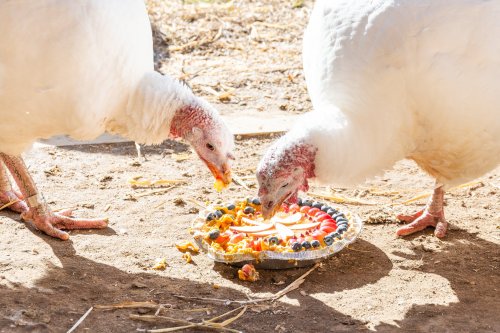 Two white turkeys peck at a colorful pie filled with fruits and vegetables on the ground.