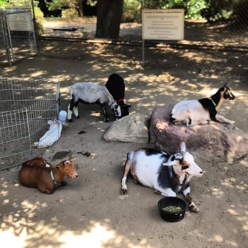 A group of goats resting and eating in a shaded area, with a fenced enclosure in the background.