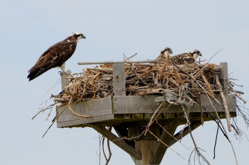 An osprey stands beside two chicks in a large nest made of twigs, perched on a wooden platform against a cloudy sky.
