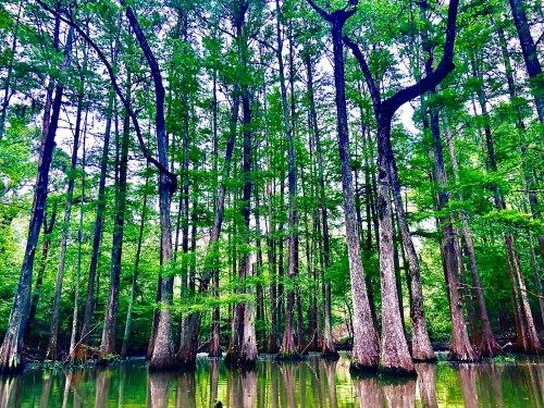 Lush green trees reflected in calm water, creating a serene swamp landscape.
