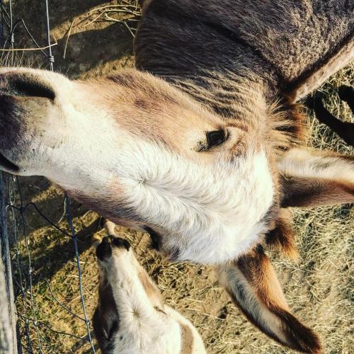 Two donkeys with soft fur, one looking directly at the camera, set against a natural outdoor background.