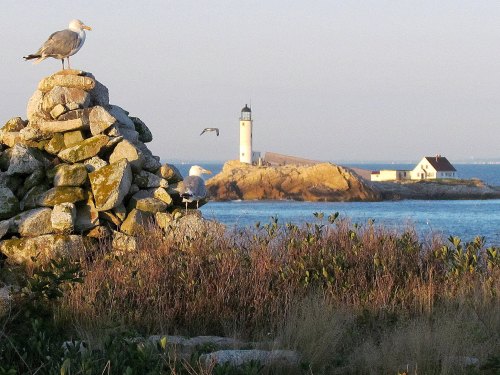A seagull perched on a stone pile with a lighthouse and house on an island in the background, surrounded by water.