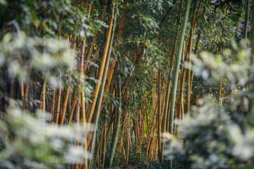 A dense grove of bamboo with tall, slender stalks and lush green foliage in a serene natural setting.