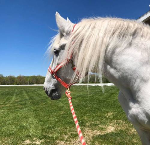 A white horse with a flowing mane stands in a grassy field under a clear blue sky, wearing a red halter.