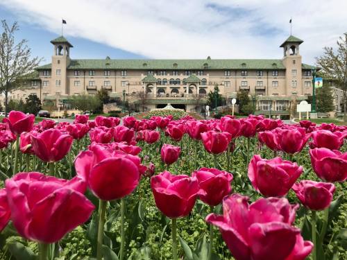 A vibrant field of pink tulips in front of a grand historic building under a partly cloudy sky.