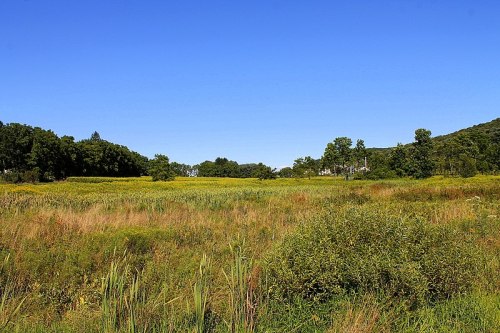 A sunny landscape featuring a grassy field with wildflowers, surrounded by trees and a clear blue sky.