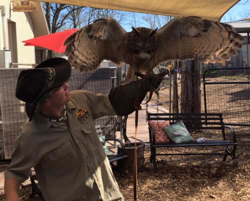 A person in a hat holds a glove with a large owl perched on it, wings spread, in a zoo setting.