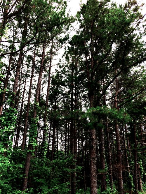 Tall trees with dense green foliage rise towards a cloudy sky in a lush forest setting.