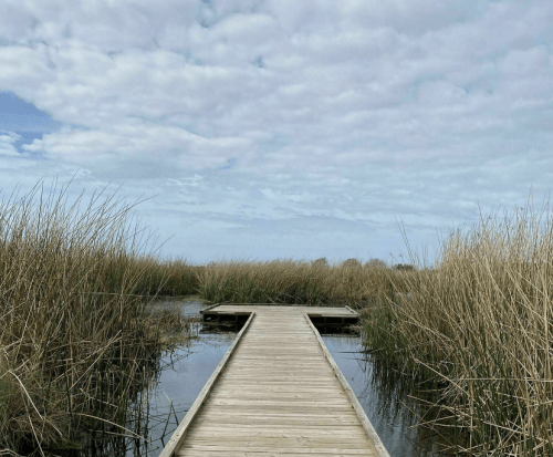 A wooden boardwalk leads through tall grasses over calm water under a cloudy sky.