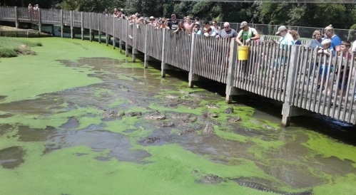 A crowd watches from a wooden bridge over a green pond filled with alligators and algae.