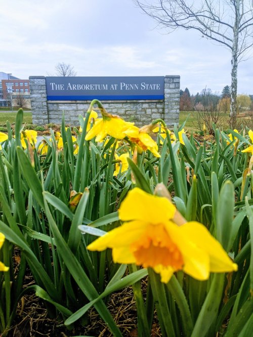 Sign for The Arboretum at Penn State surrounded by blooming yellow daffodils in a landscaped area.