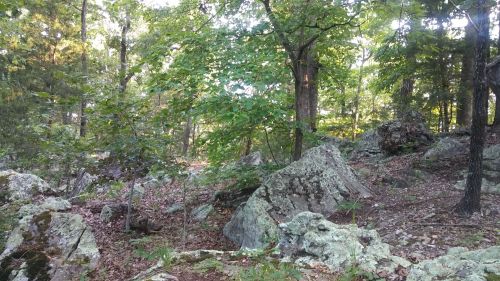 A rocky forest scene with lush green trees and scattered boulders, dappled sunlight filtering through the leaves.