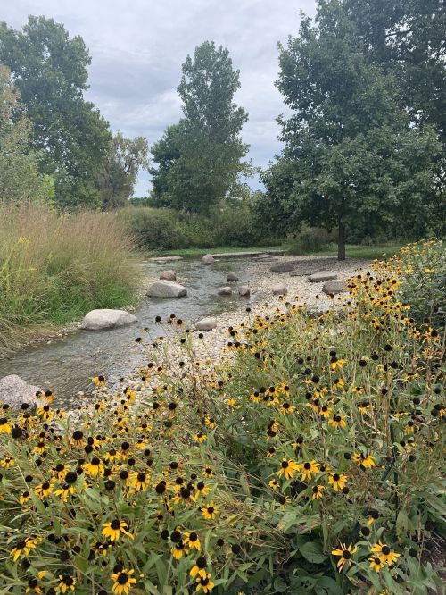 A serene stream flows through a landscape dotted with yellow and black flowers, surrounded by trees and greenery.