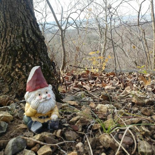 A small garden gnome sits among rocks and fallen leaves at the base of a tree, with a forested landscape in the background.