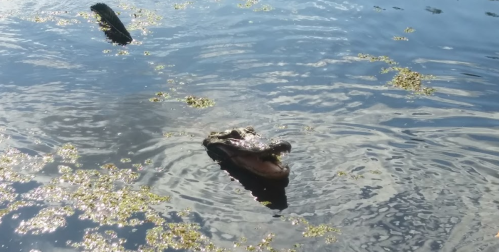 A log partially submerged in calm water, surrounded by floating algae and gentle ripples.