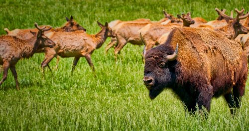 A bison stands in a green field, surrounded by a herd of deer grazing in the background.