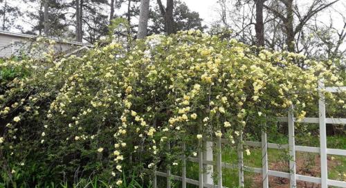 A lush bush covered in clusters of small yellow flowers, set against a backdrop of trees and a white fence.