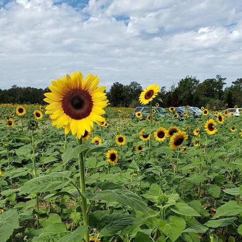 A vibrant field of sunflowers under a partly cloudy sky, with one large sunflower in the foreground.