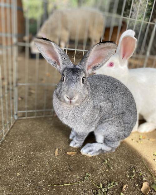 A gray rabbit with large ears sits in a pen, with a white rabbit partially visible in the background.