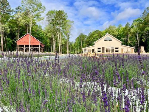 A field of blooming lavender with two rustic buildings in the background, surrounded by trees and a blue sky.