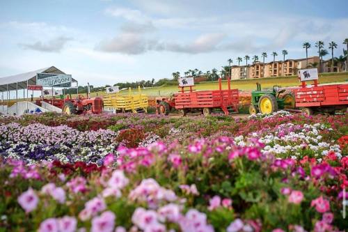 Colorful flower beds in the foreground with red and yellow tractors lined up in a field under a blue sky.