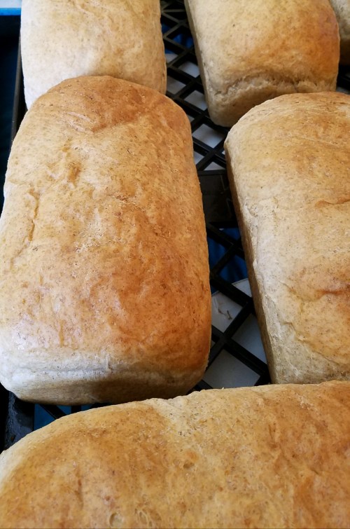 Freshly baked loaves of whole grain bread cooling on a wire rack.